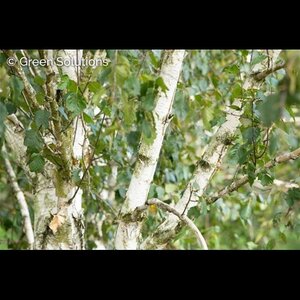 WHITE SPIRE BIRCH CLUMP 150CM