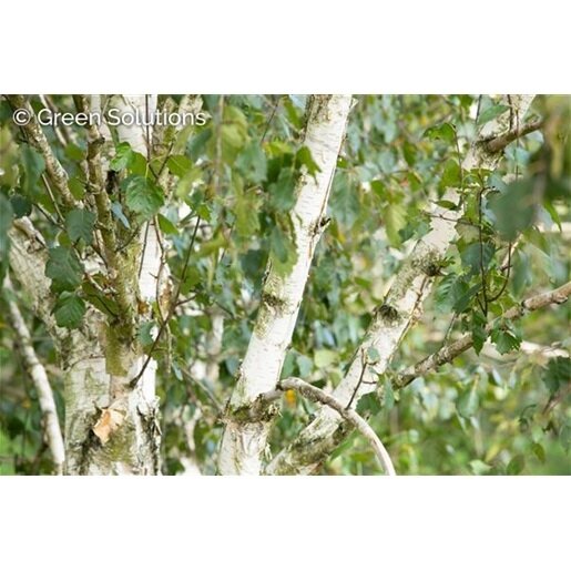 WHITE SPIRE BIRCH CLUMP 90CM