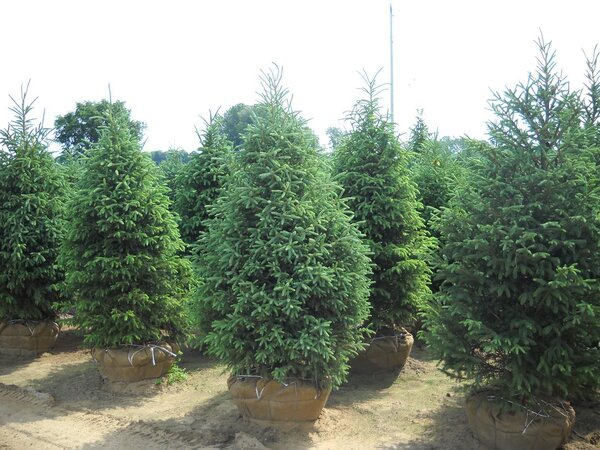 WHITE SPRUCE 100CM (No warranty if put inside)