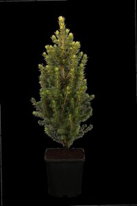 WHITE SPRUCE 110CM - image 1