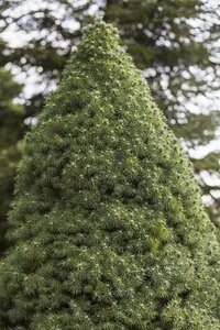 WHITE SPRUCE 110CM - image 4