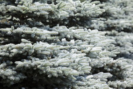 WHITE SPRUCE 110CM - image 2