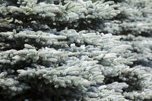 WHITE SPRUCE 110CM - image 2