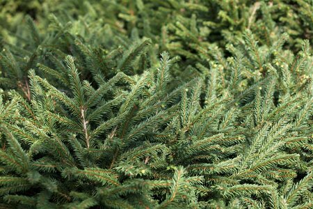 WHITE SPRUCE 110CM - image 3