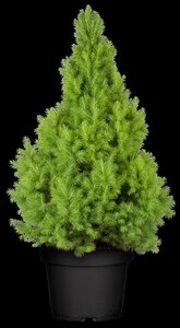 WHITE SPRUCE 110CM - image 5