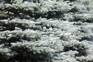 WHITE SPRUCE 150 CM - image 1