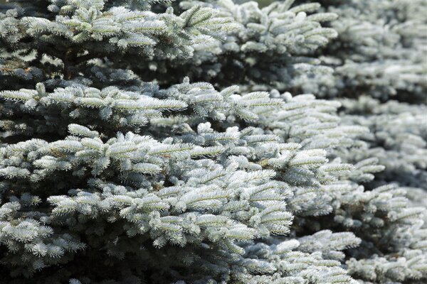 WHITE SPRUCE 225 CM - image 1