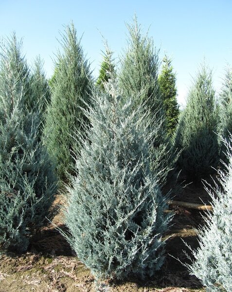 WICHITA BLUE JUNIPER 130CM - image 1