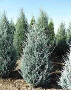 WICHITA BLUE JUNIPER 130CM - image 1