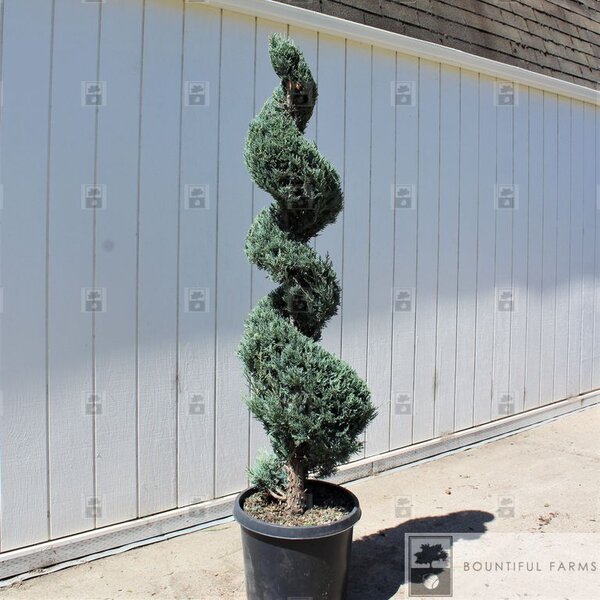 WICHITA BLUE JUNIPER 150 CM SPIRAL