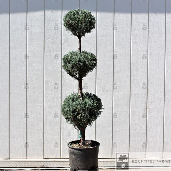 WICHITA BLUE JUNIPER 150CM POM - image 1