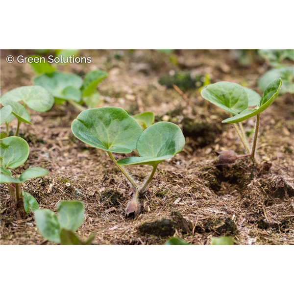 WILD GINGER 1G