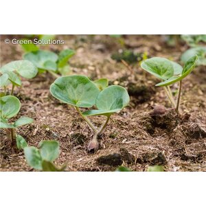 WILD GINGER 1G