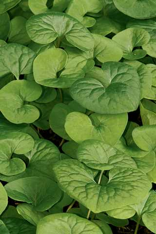 WILD GINGER 3IN