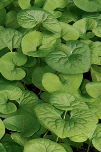 WILD GINGER 3IN