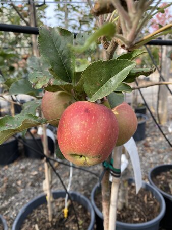 WILD PINK MASLIN APPLE SEM-DWARF 15MM