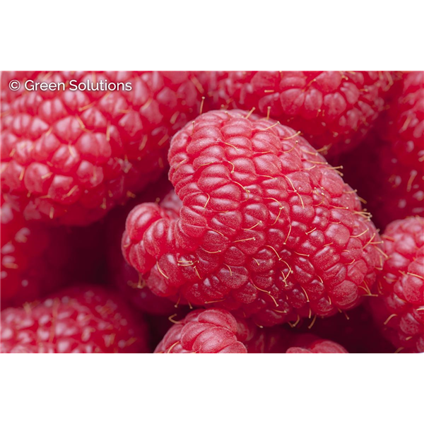 WILLAMETTE RASPBERRY 2G