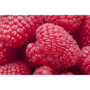 WILLAMETTE RASPBERRY 2G