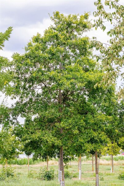 WILLOW OAK 200CM
