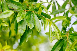 WILLOW OAK 250CM  - image 1