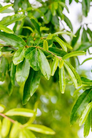 WILLOW OAK 275CM  - image 2