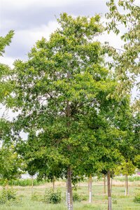 WILLOW OAK 275CM  - image 3