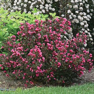 WINE AND ROSES WEIGELA 50 CM