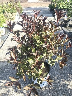 WINE AND ROSES WEIGELA 50 CM