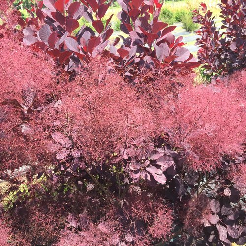 WINECRAFT BLACK SMOKE BUSH 40C