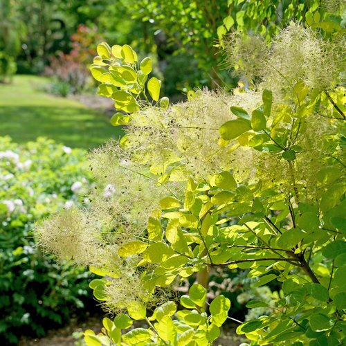 WINECRAFT GOLD SMOKEBUSH 60CM