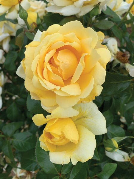 WINTER SUN ROSE CREAM YELLOW 3 MONTH WARRANTY