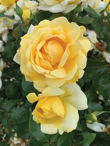 WINTER SUN ROSE CREAM YELLOW 3 MONTH WARRANTY