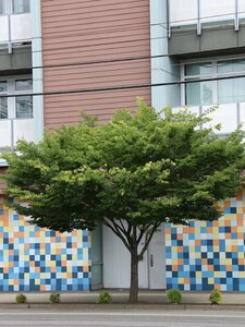 WIRELESS ZELKOVA 250 CM