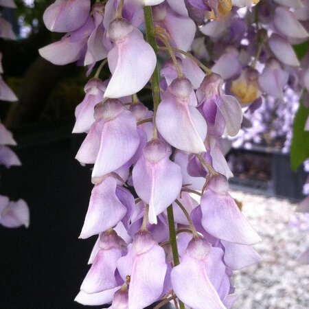 WISTERIA 'AUNT DEE'