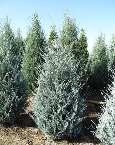 WITCHITA BLUE JUNIPER 125CM