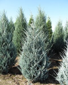 WITCHITA BLUE JUNIPER 125CM