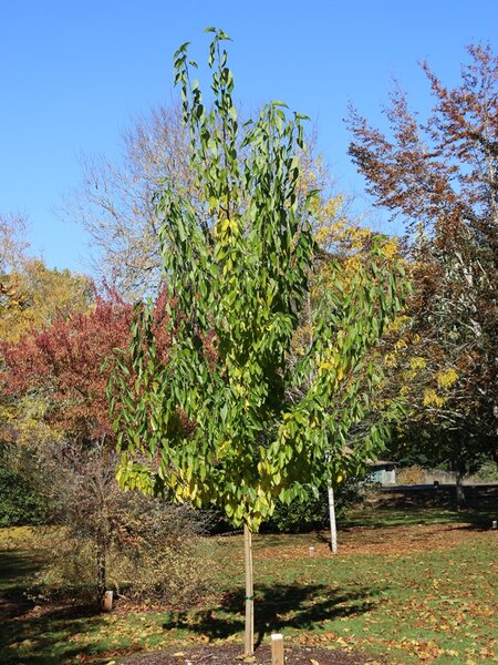 WITCHITA OSAGE ORANGE 175CM