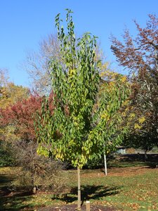 WITCHITA OSAGE ORANGE 175CM