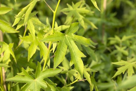 WORPLESDON SWEETGUM 175 CM - image 3