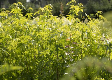 WORPLESDON SWEETGUM 350CM 40M (Potted)  - image 5