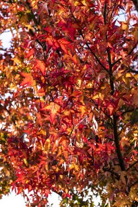 WORPLESDON SWEETGUM 70MM - image 1