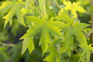 WORPLESDON SWEETGUM 70MM - image 2