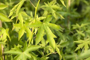 WORPLESDON SWEETGUM 70MM - image 3