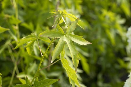 WORPLESDON SWEETGUM 70MM - image 4