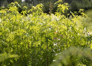 WORPLESDON SWEETGUM 70MM - image 5