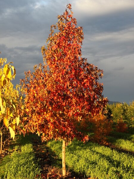 WORPLESDON SWEETGUM 80MM - image 6