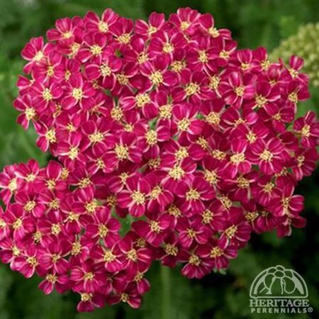 YARROW DESERT EVE DEEP ROSE 1G