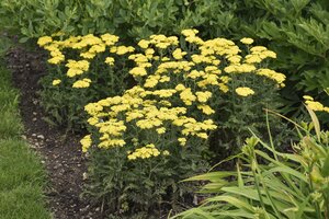 YARROW FIREFLY SUNSHINE PW 8INCH