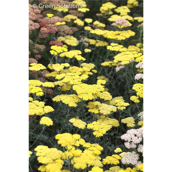 YARROW FIREFLY SUNSHINE PW 8INCH