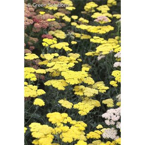 YARROW FIREFLY SUNSHINE PW 8INCH